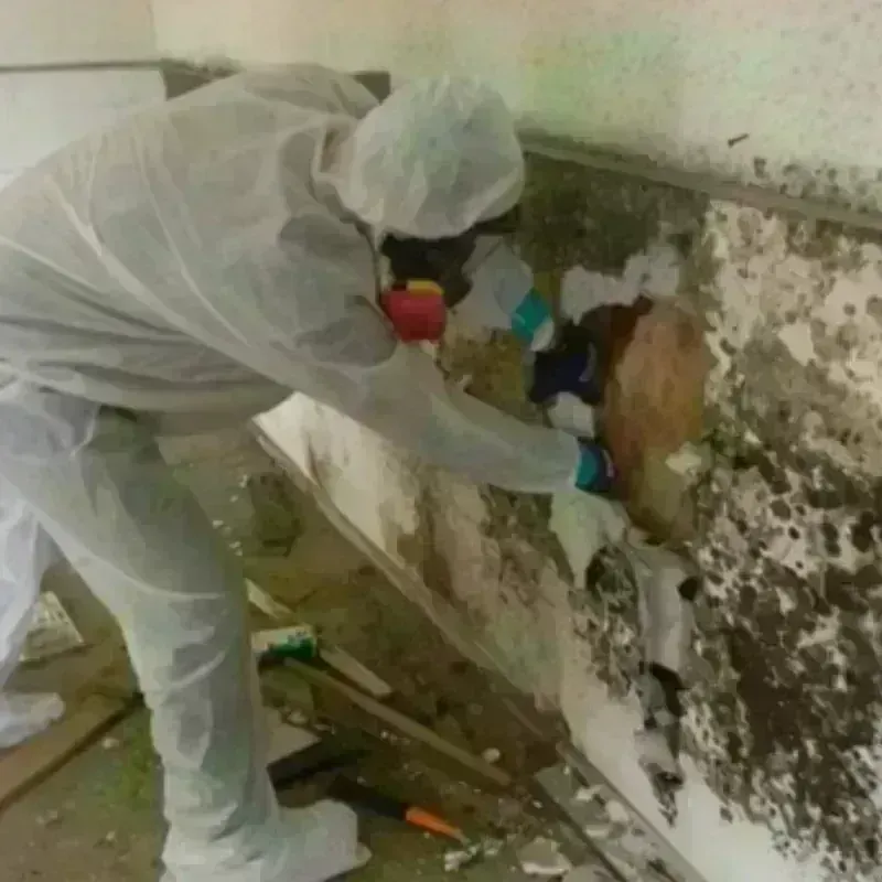 Mold Remediation and Removal in Colby, WI